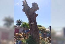 Podaron el ceibo de la Escuela 10 y un concejal expresó su indignación