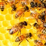 Hasta el 25 de noviembre sigue la convocatoria de Mi Primera Colmena