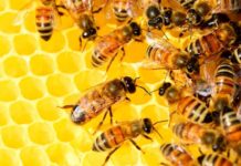 Hasta el 25 de noviembre sigue la convocatoria de Mi Primera Colmena