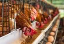 Trabajadores de Granja Tres Arroyos denuncian pagos en cuotas y ausencia sindical