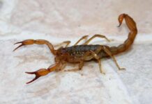 Vecinos alertan por presencia de alacranes en la Ciudad
