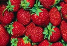 La Plata organizó la Fiesta de la Frutilla para este sábado