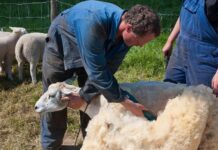 El martes se brindará un taller sobre el proceso completo de la lana ovina