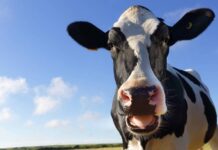 Una diputada bonaerense quiere cobrar impuesto a los gases de las vacas