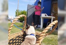 APAA advierte por la suspensión de castraciones en Zoonosis y pide respuestas