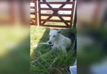 Escriben los lectores: una vecina necesita la solidaridad de la comunidad para el tratamiento de su mascota