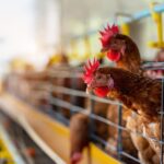 Suspenden las exportaciones avícolas tras la detección de un caso de gripe aviar en Ranchos