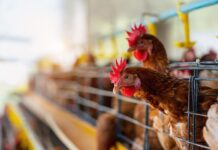 Suspenden las exportaciones avícolas tras la detección de un caso de gripe aviar en Ranchos