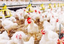 Vecinos por un Brandsen Ecológico advierte sobre la posible instalación de un establecimiento avícola