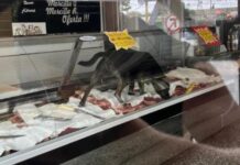 ¿Le metieron el perro? Un can subió al mostrador de una carnicería céntrica y las pérdidas son de $300.000