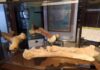 Una cita con la prehistoria: exposición y charla sobre el tigre dientes de sable