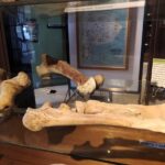 Una cita con la prehistoria: exposición y charla sobre el tigre dientes de sable