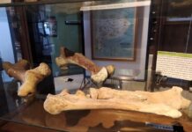 Una cita con la prehistoria: exposición y charla sobre el tigre dientes de sable