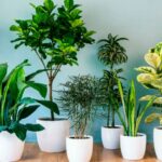 El 12 de abril se realizará la primera Expoverde Otoño