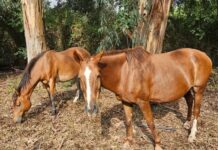 Robaron dos yeguas de un campo en Domselaar