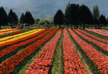 Lago Puelo y Campo de Tulipanes 2026