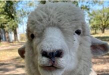 Desesperada búsqueda por “Patro”: ofrecen $500.000 de recompensa