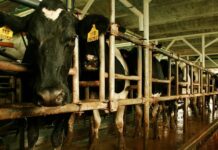 Alerta en los tambos bonaerenses: los últimos números de producción y ganancia que preocupan