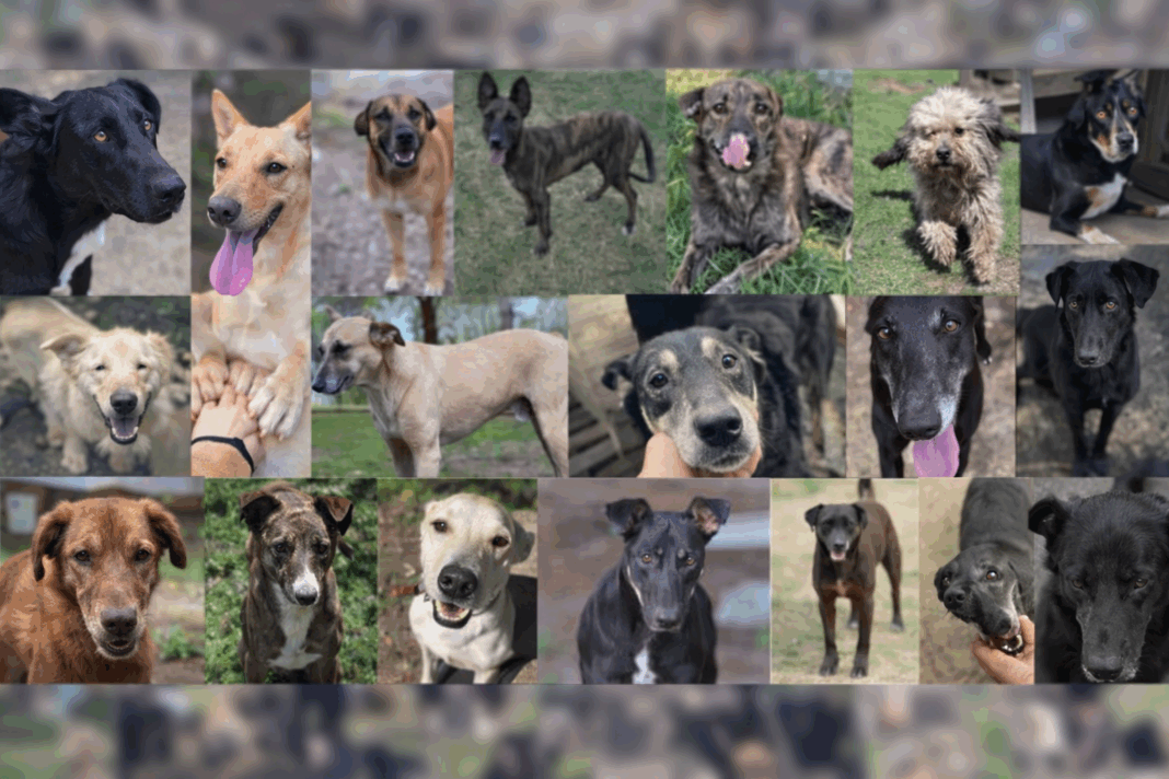 Perritos APAA