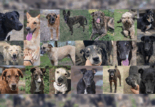 APAA necesita ayuda para costear los gastos de los animales rescatados