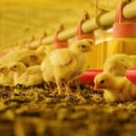 Argentina recuperó el estatus de país libre de influenza aviar