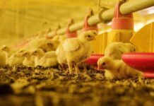 Argentina recuperó el estatus de país libre de influenza aviar