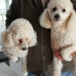 Vacunación contra la leptospirosis en Brandsen