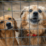 Domselaar: un refugio de animales lanzó una colecta para comprar alimento