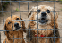 Domselaar: un refugio de animales lanzó una colecta para comprar alimento
