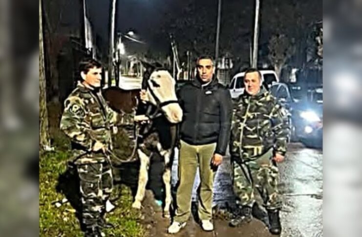 Le robaron el caballo aquí y fue recuperado en Alejandro Korn