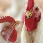 Granja Tres Arroyos: crece la incertidumbre en Brandsen; en Entre Ríos los trabajadores cobran un subsidio