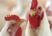 Granja Tres Arroyos: crece la incertidumbre en Brandsen; en Entre Ríos los trabajadores cobran un subsidio