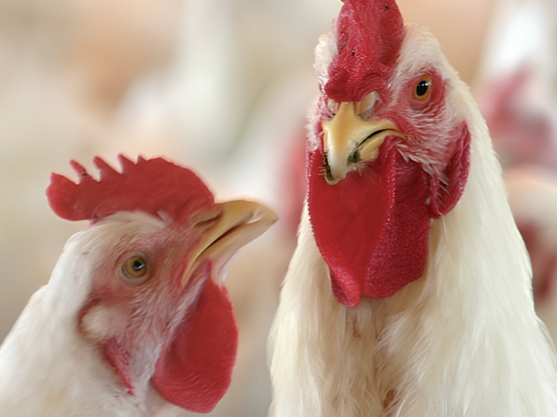  Granja Tres Arroyos: crece la incertidumbre en Brandsen