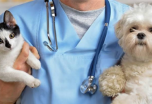 Día del veterinario: por qué se celebra hoy en nuestro país