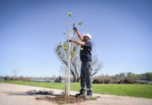 San Vicente: jornada de forestación y mantenimiento de espacios públicos
