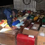 La PFA brindó detalles del allanamiento en Ibiza: 27 aprehendidos, 111 gallos rescatados y $9 millones secuestrados