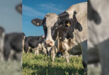 La Fiesta Nacional del Holando llegará a la Rural