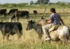 La UATRE advirtió que están en riesgo 120.000 puestos de trabajo rural