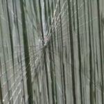 Vándalos atacaron la sede del Club Las Mandarinas y rompieron ventanas