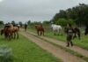 Secuestraron 13 caballos en cinco allanamientos por presunto maltrato animal en La Parada