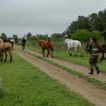 Secuestraron 13 caballos en cinco allanamientos por presunto maltrato animal en La Parada