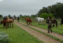 Secuestraron 13 caballos en cinco allanamientos por presunto maltrato animal en La Parada