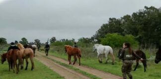 Secuestraron 13 caballos en cinco allanamientos por presunto maltrato animal en La Parada