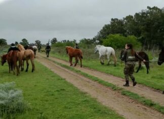 Secuestraron 13 caballos en cinco allanamientos por presunto maltrato animal en La Parada