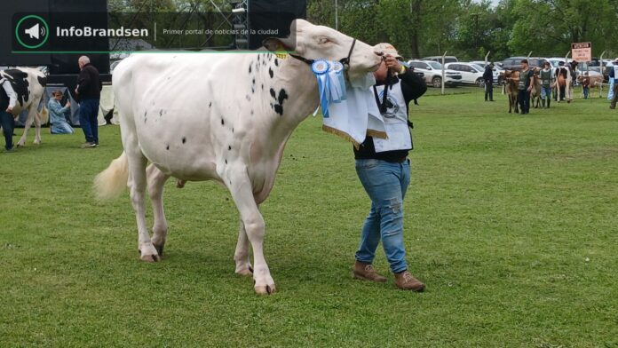 Desfile de animales premiados en la pista. - Expo Rural Brandsen 2026