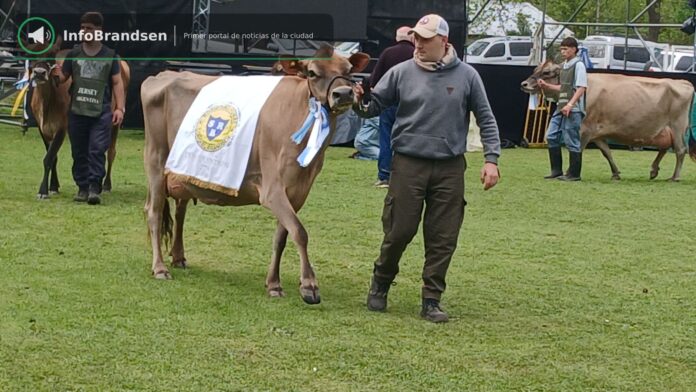 Desfile de animales premiados en la pista. - Expo Rural Brandsen 2026