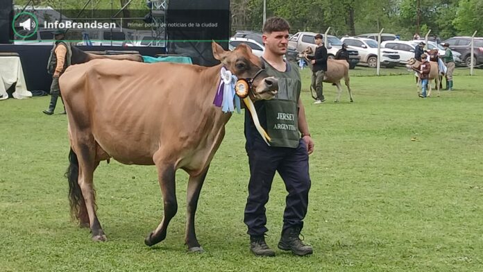 Desfile de animales premiados en la pista. - Expo Rural Brandsen 2026