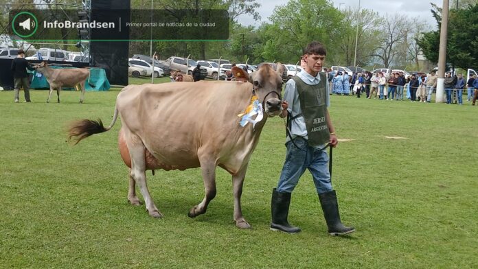 Desfile de animales premiados en la pista. - Expo Rural Brandsen 2026