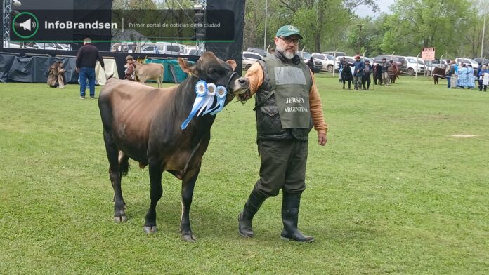 Desfile de animales premiados en la pista. - Expo Rural Brandsen 2026