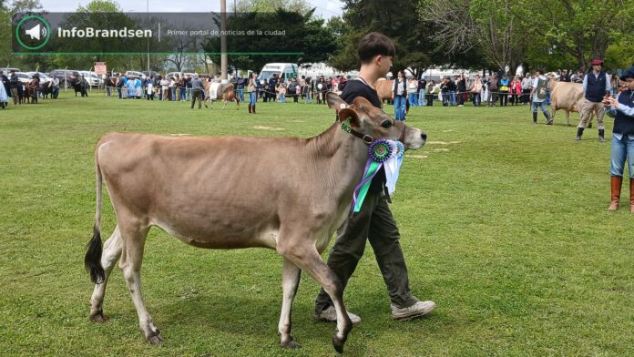 Desfile de animales premiados en la pista. - Expo Rural Brandsen 2026